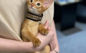 阿比西尼亚猫为何被禁养？揭秘古埃及神秘猫咪真相