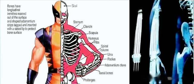 剖析金刚狼身体，哪个男人不想成为他？漫威的顶梁柱（金刚狼是什么样的电影）-第2张图片-九妖电影
