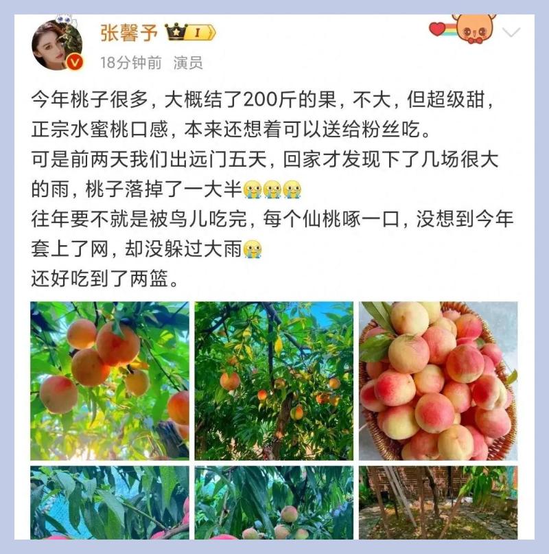 张馨予晒自家桃树结果200斤！下大雨掉了一地，剩下两篮又软又甜-第2张图片-九妖电影