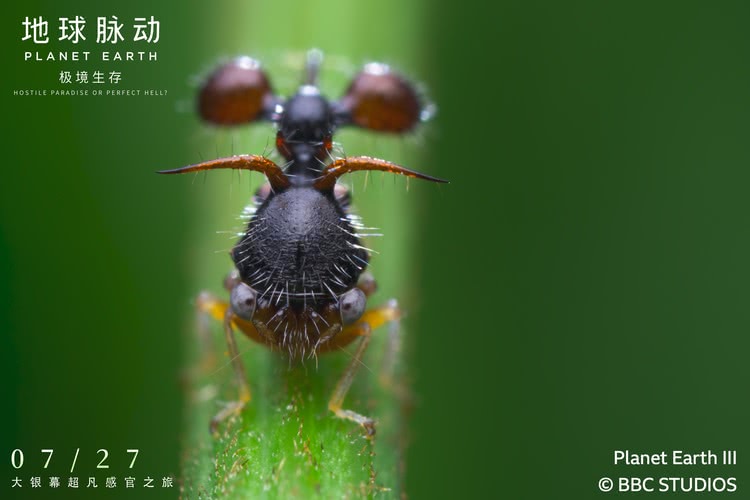 预售开启！《地球脉动：极境生存》终极海报绚烂色彩描绘生命奇迹-第7张图片-九妖电影